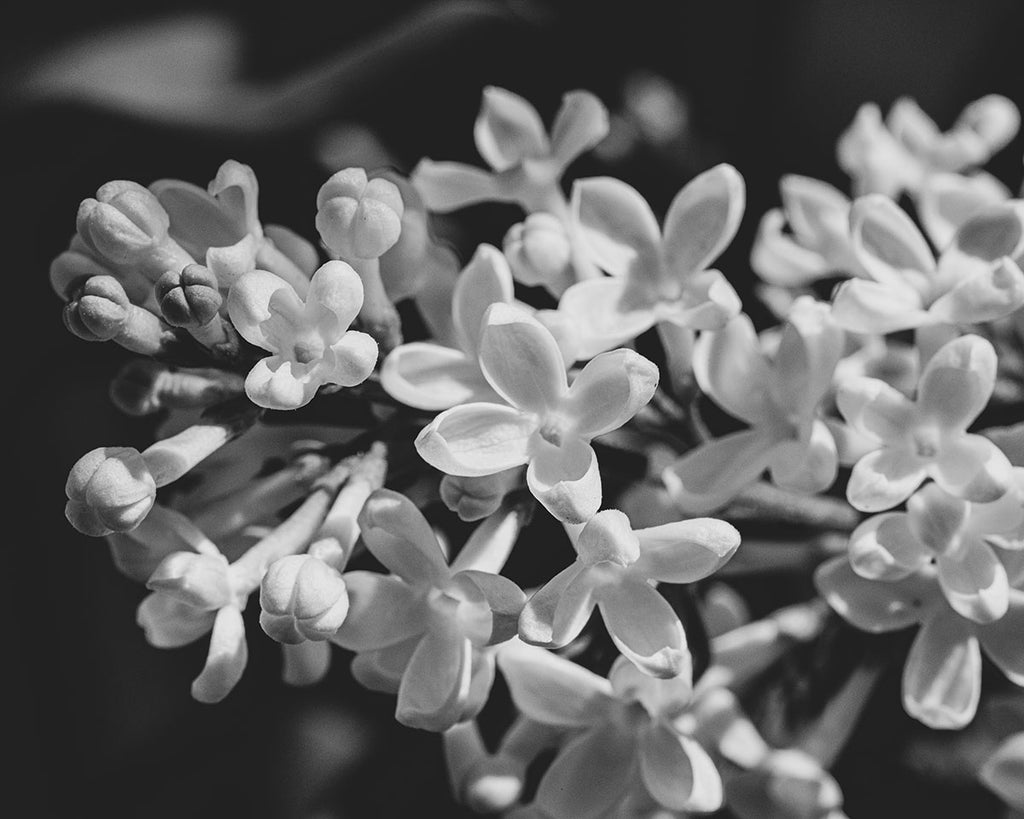 Lilacs