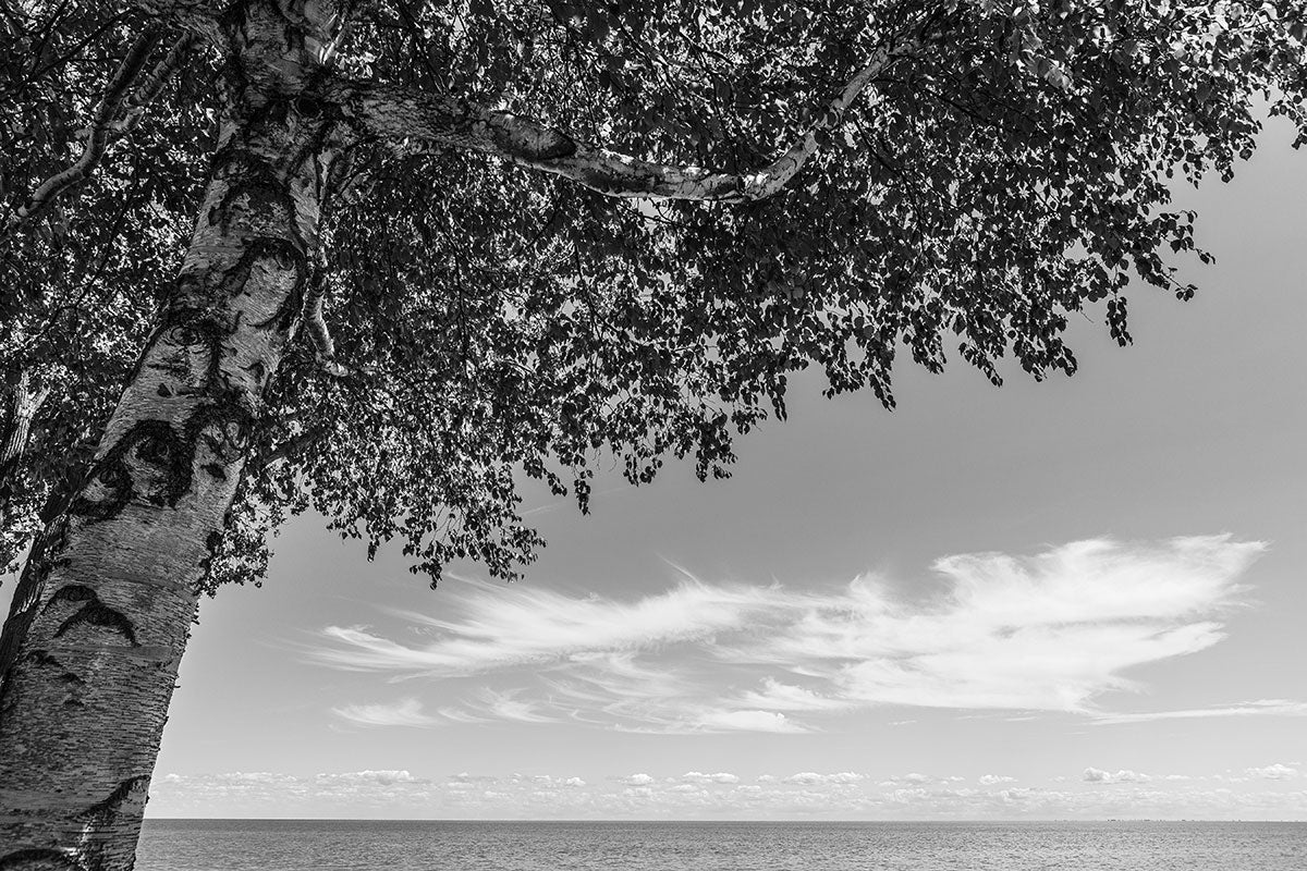 Birch by the Lake