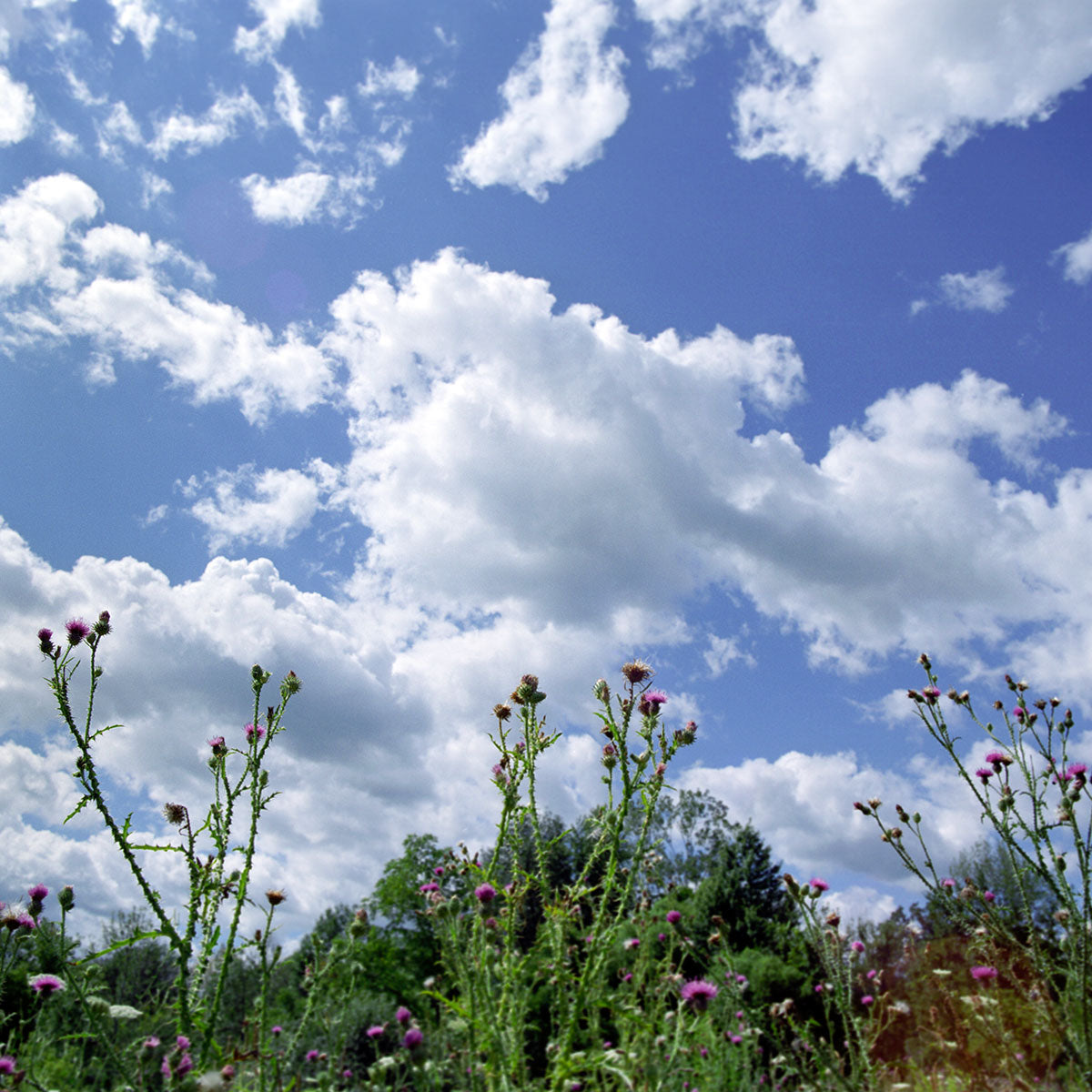 Brambles and Sky