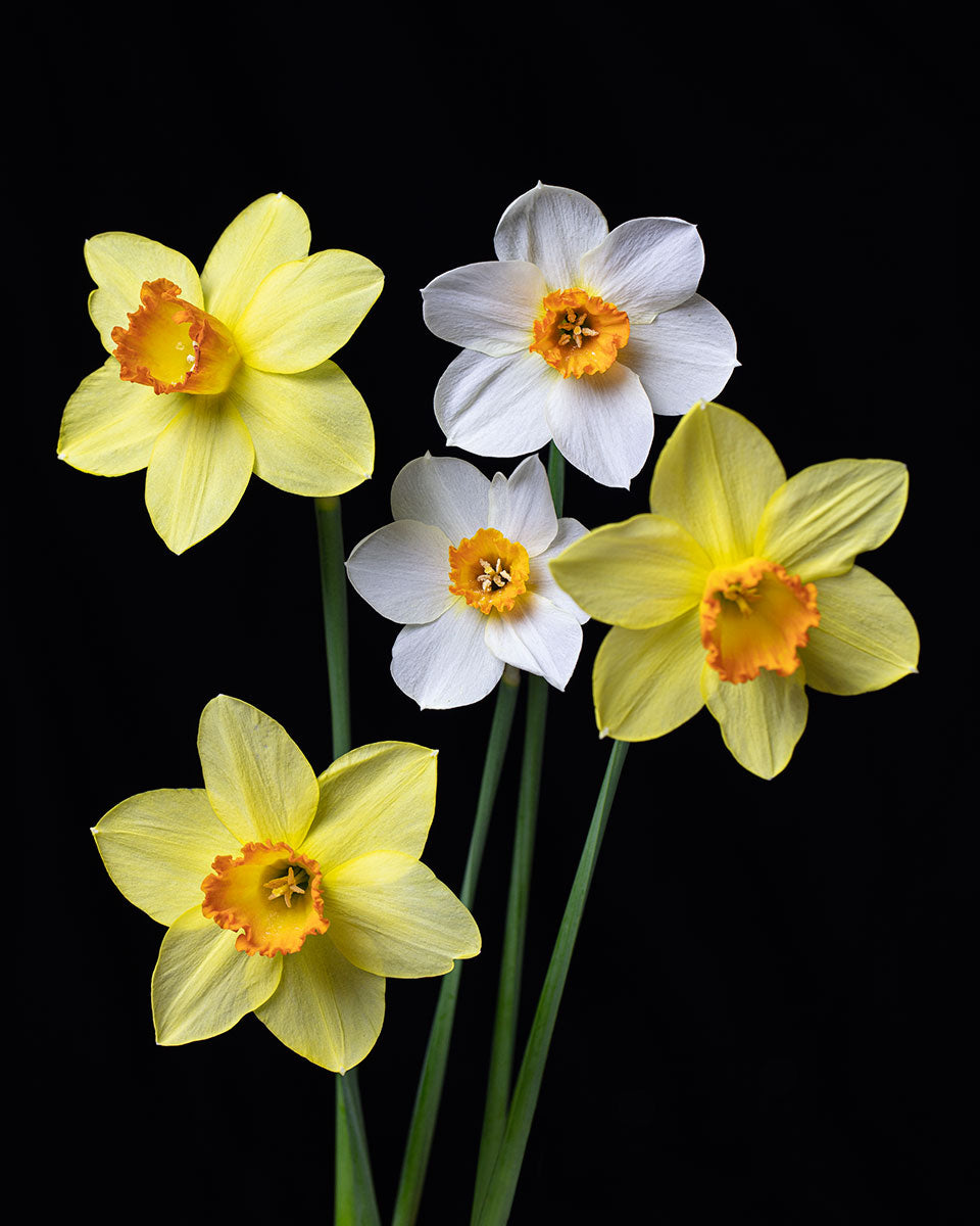 Daffodils