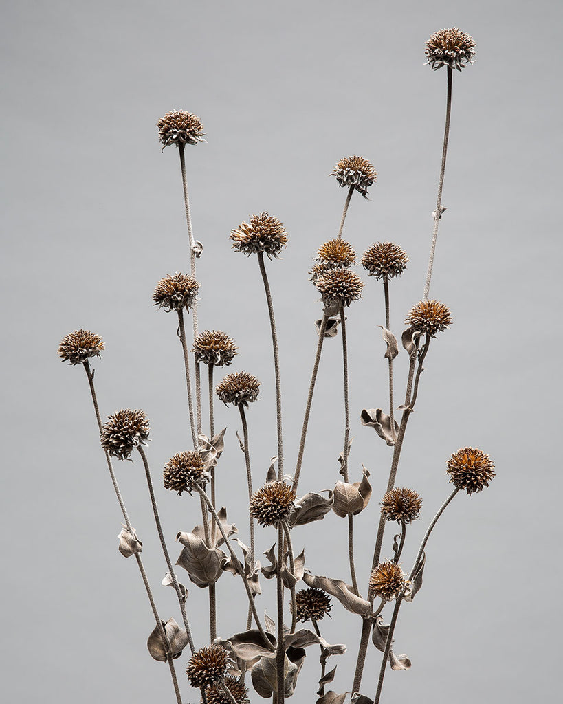 Dead Flowers