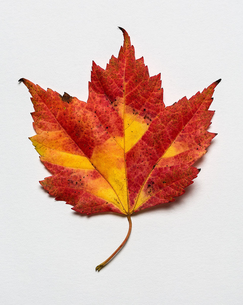 Fall Leaf #3