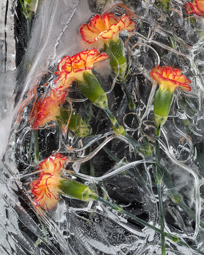 Frozen Carnations Detail