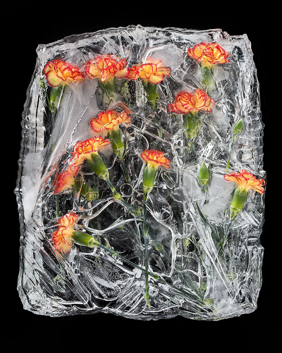 Frozen Carnations