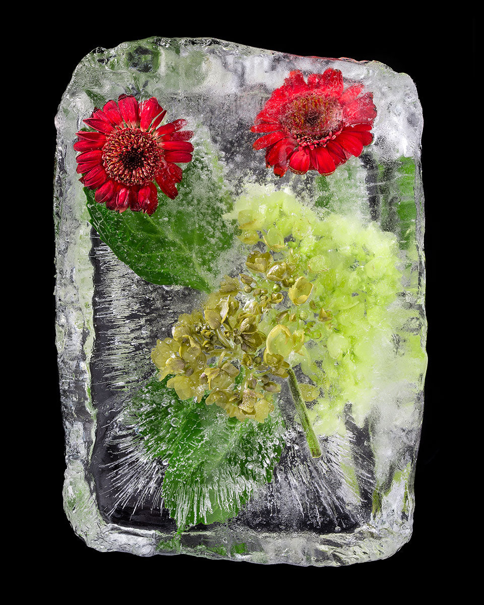 Frozen Red Gerber Daisies