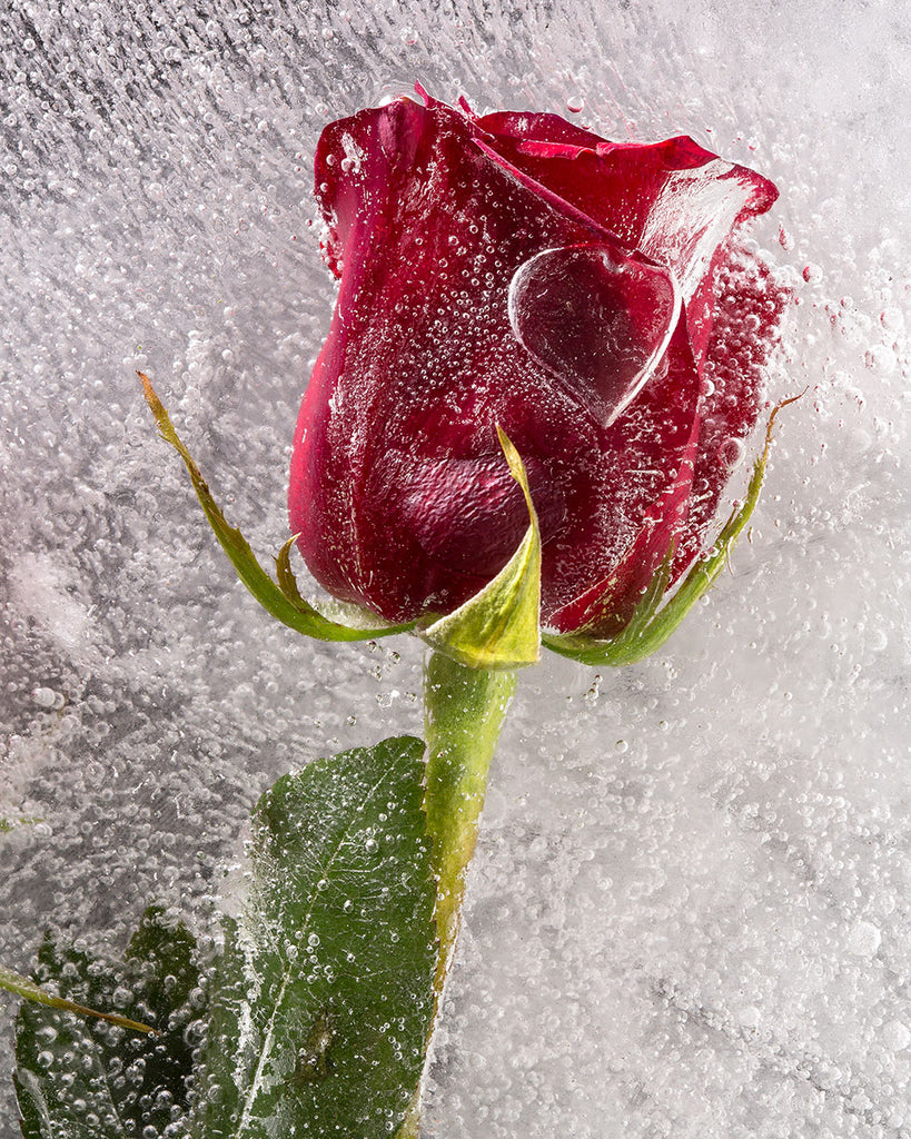 Frozen Rose