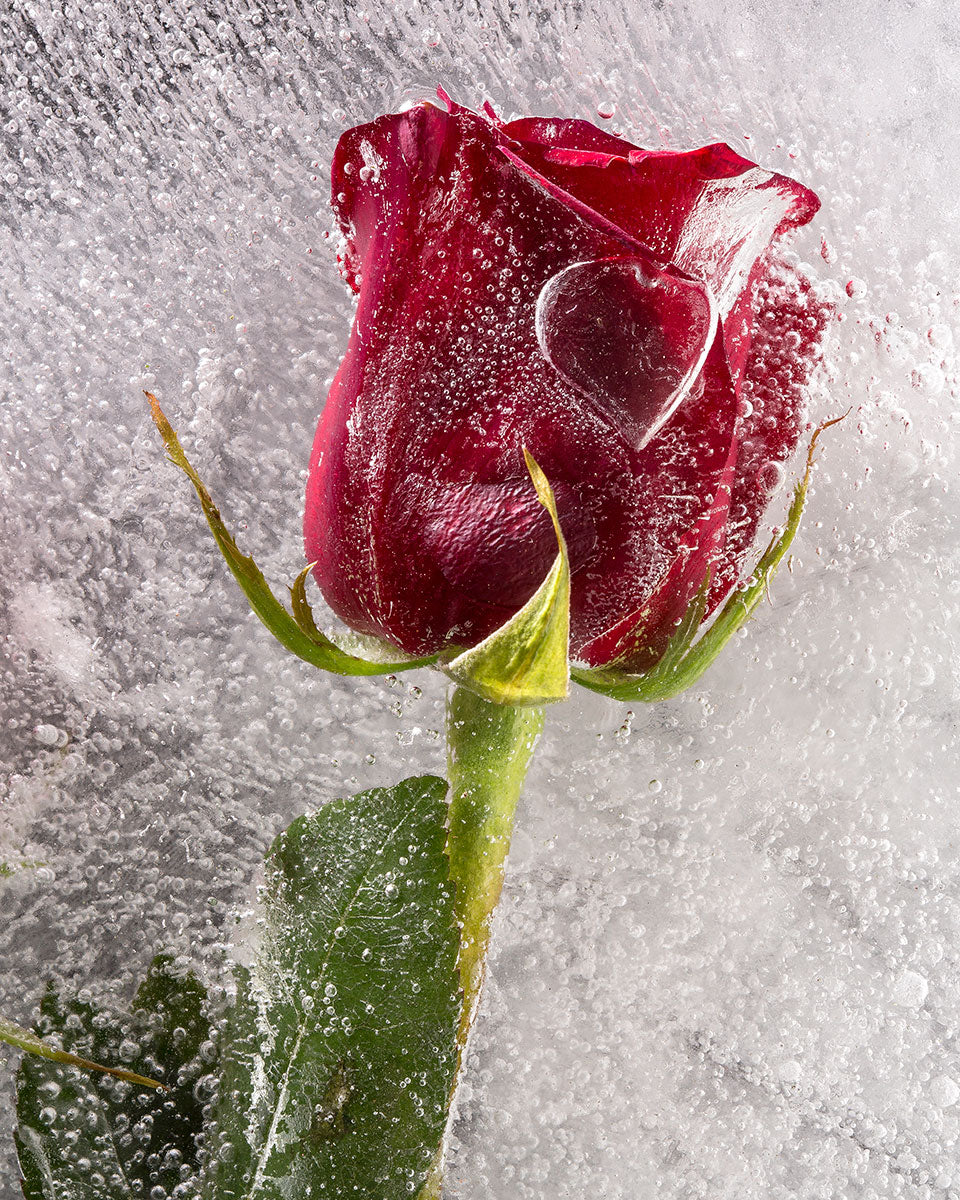 Frozen Rose