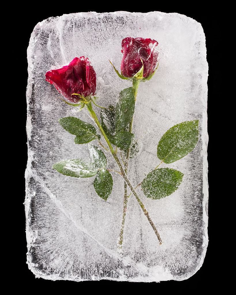 Frozen Roses