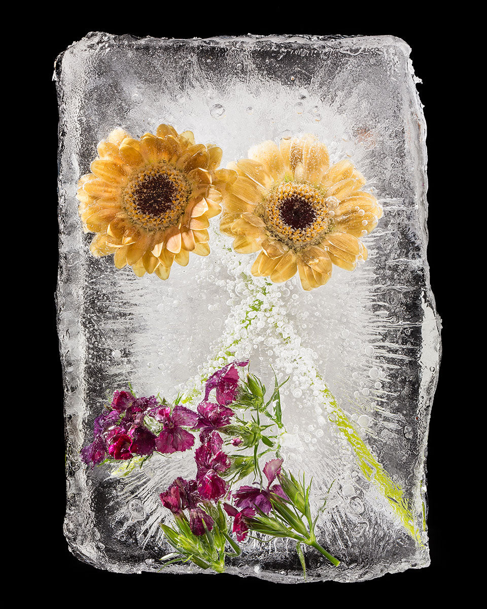 Frozen Yellow Gerber Daisies