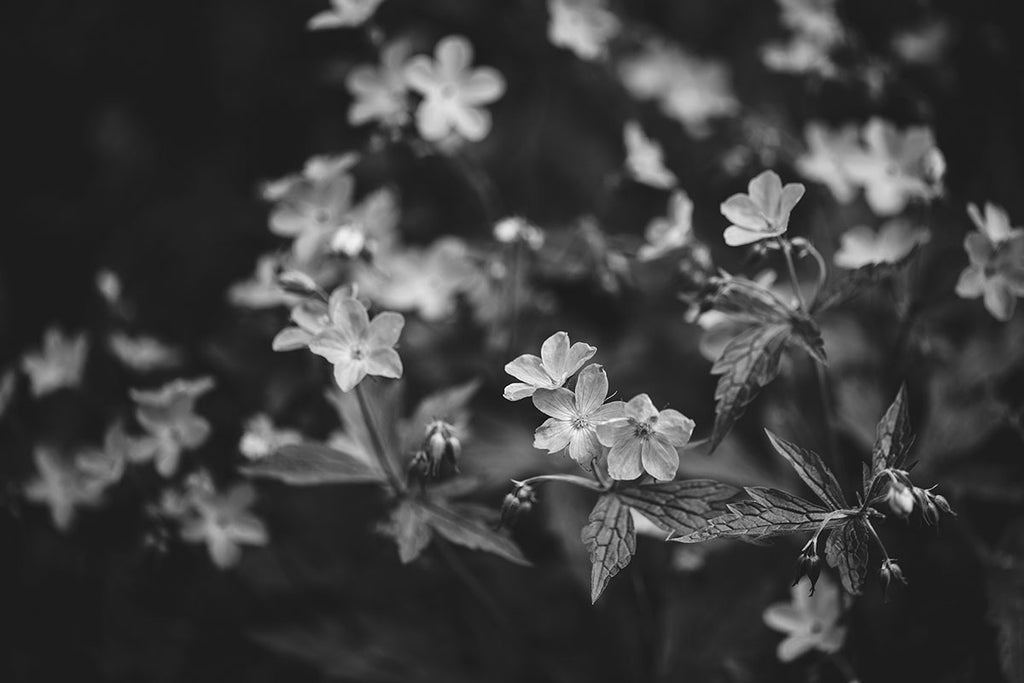 Wild Geraniums 2