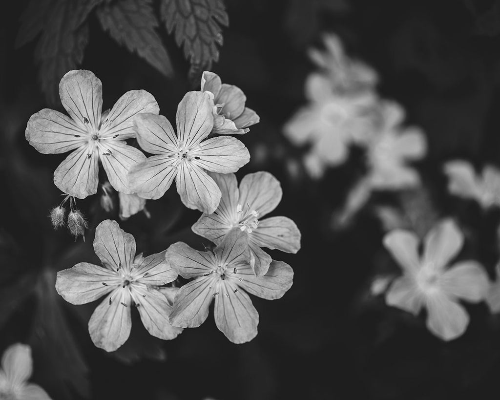 Wild Geraniums