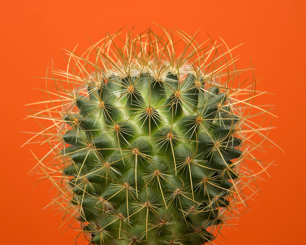 Green Cactus
