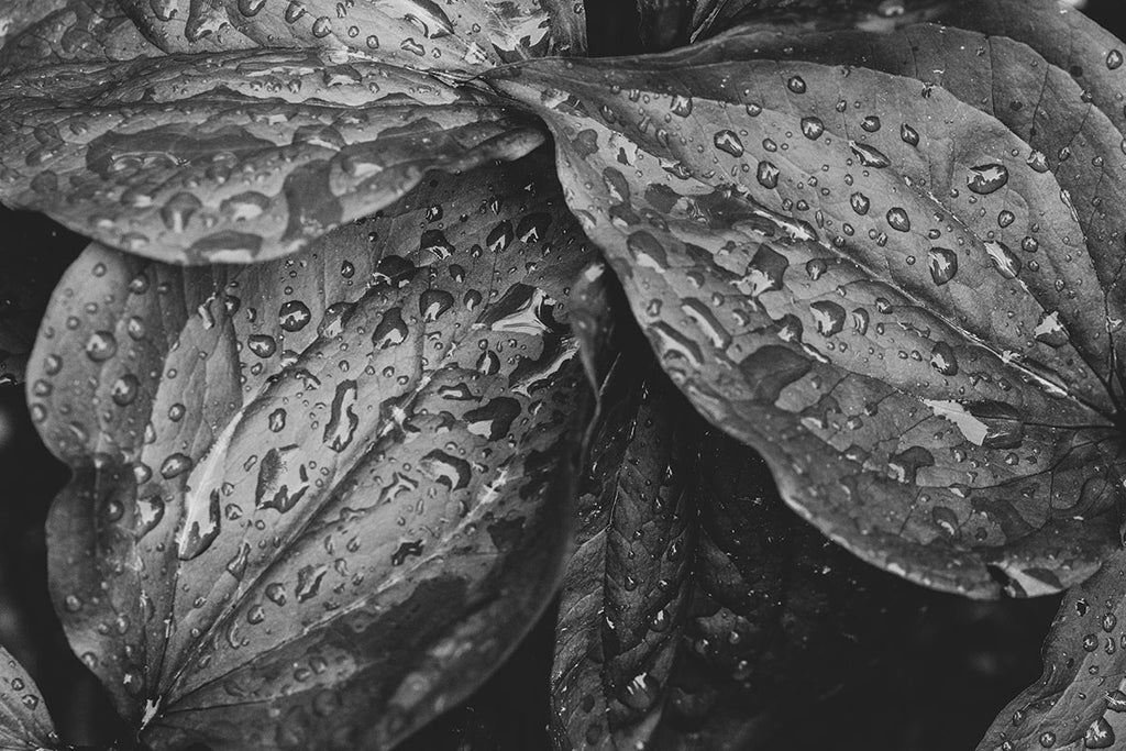 Hosta Leaves