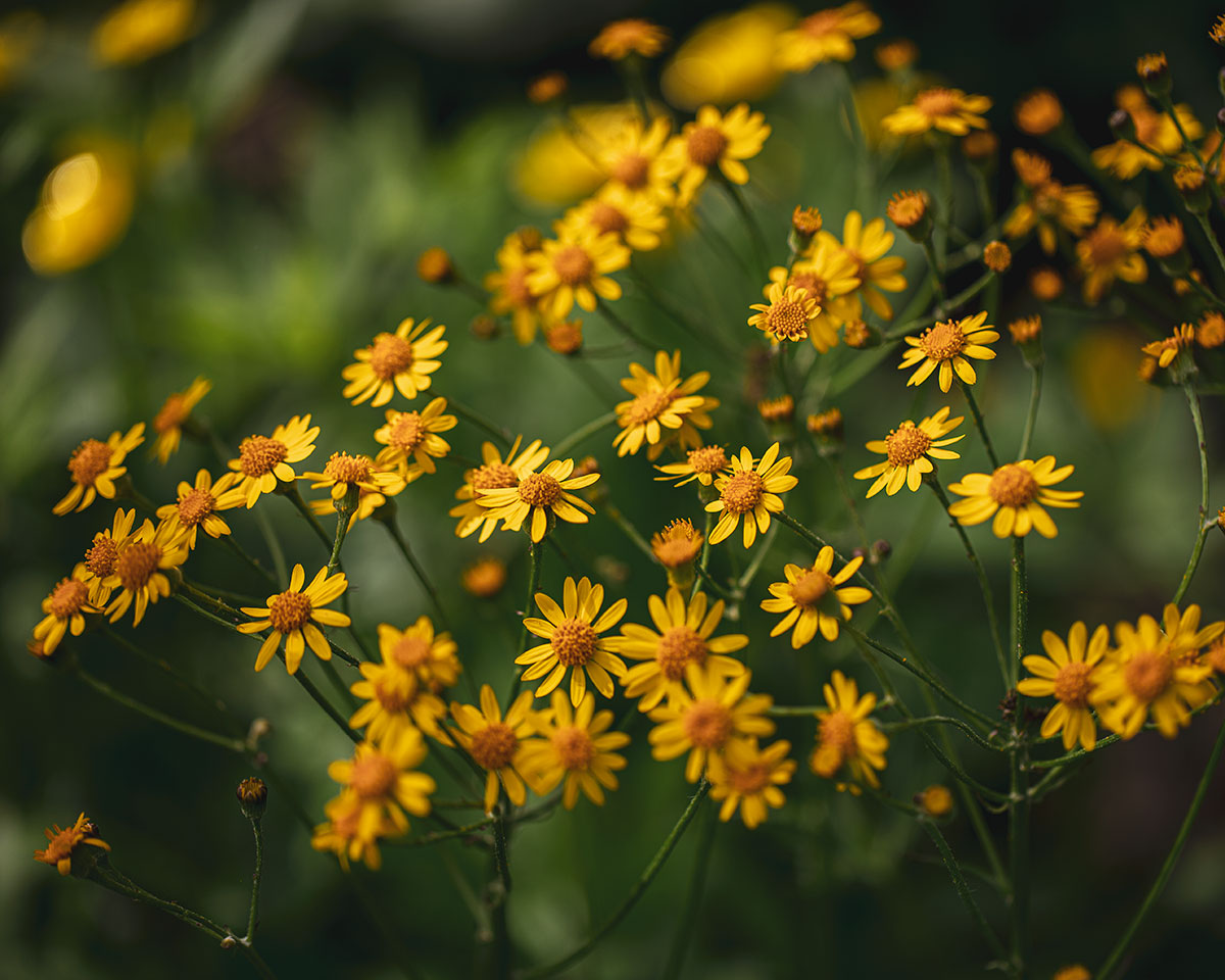 Yellow Wildflowers 2