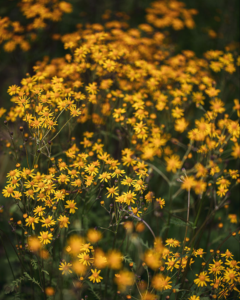 Yellow Wildflowers