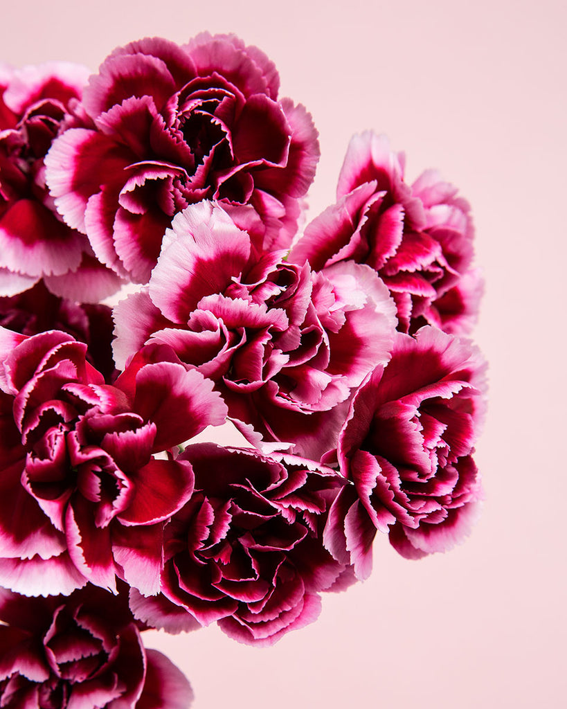 Ombre Carnations
