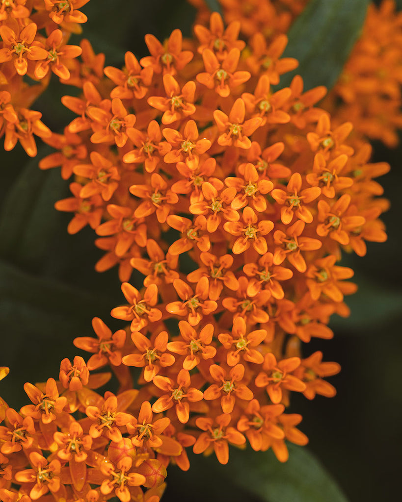 Orange Butterfly Weed