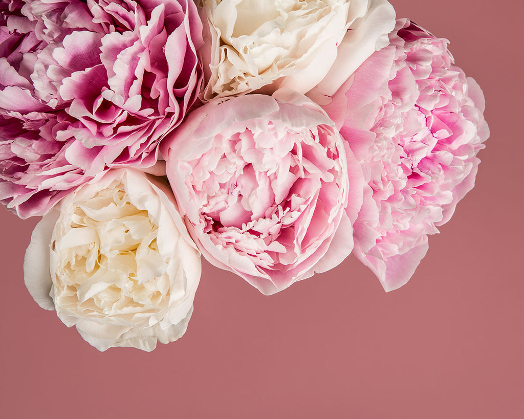 Peonies on Pink