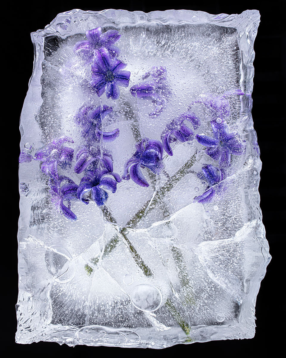 Frozen Purple Hyacynth