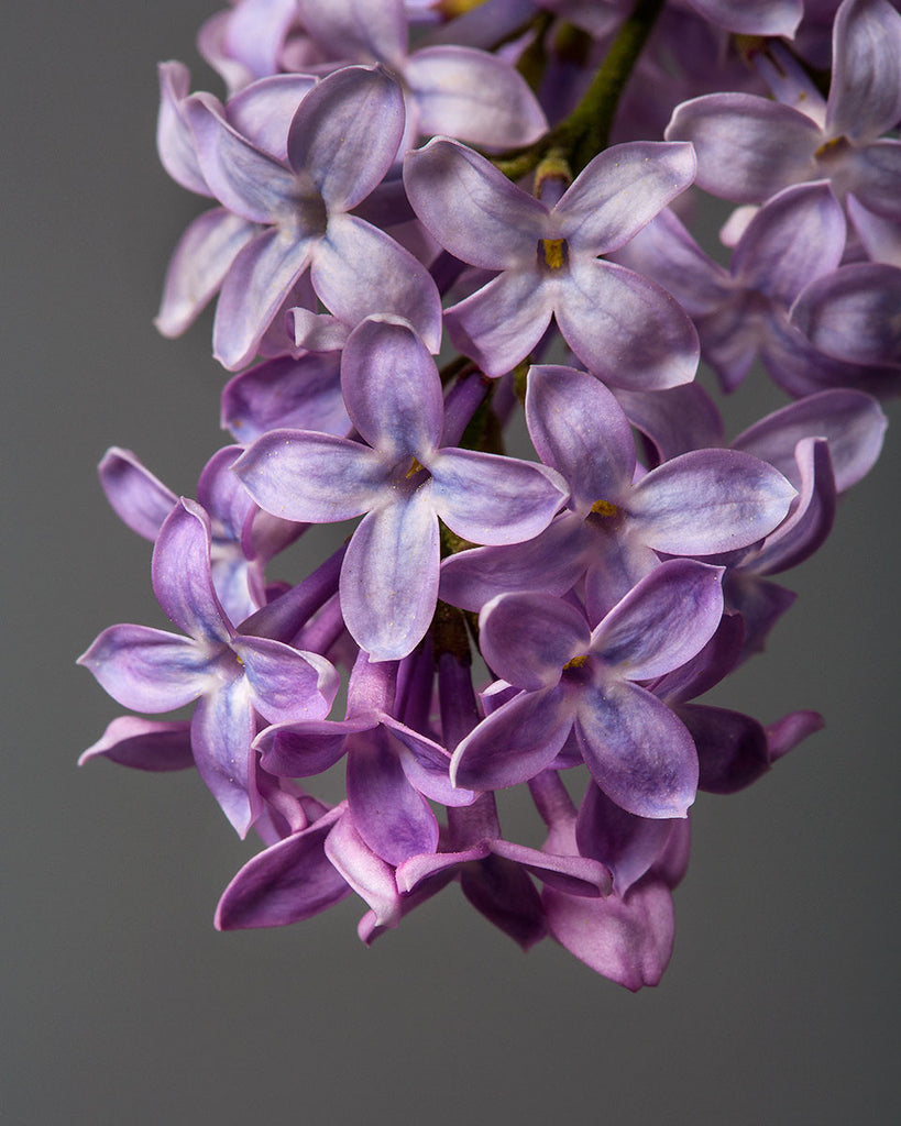 Purple Lilacs