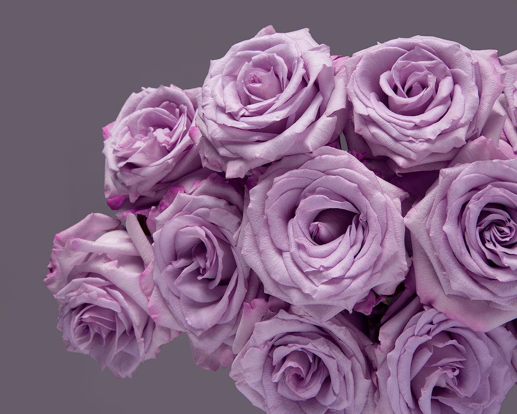 Purple Roses