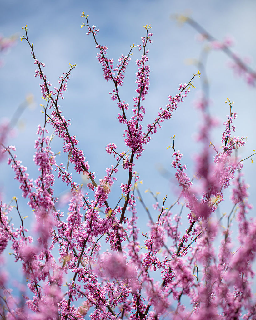 Purple Tree