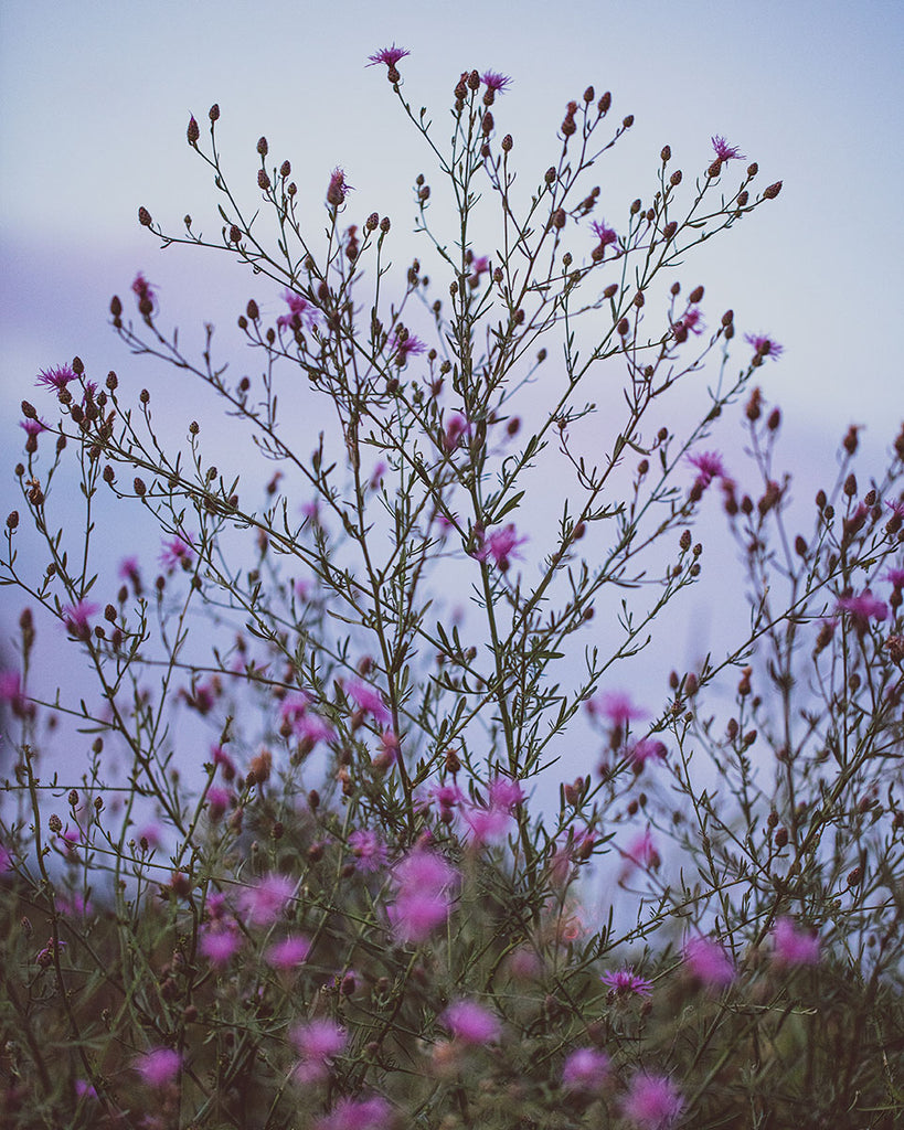 Purple Wildflowers