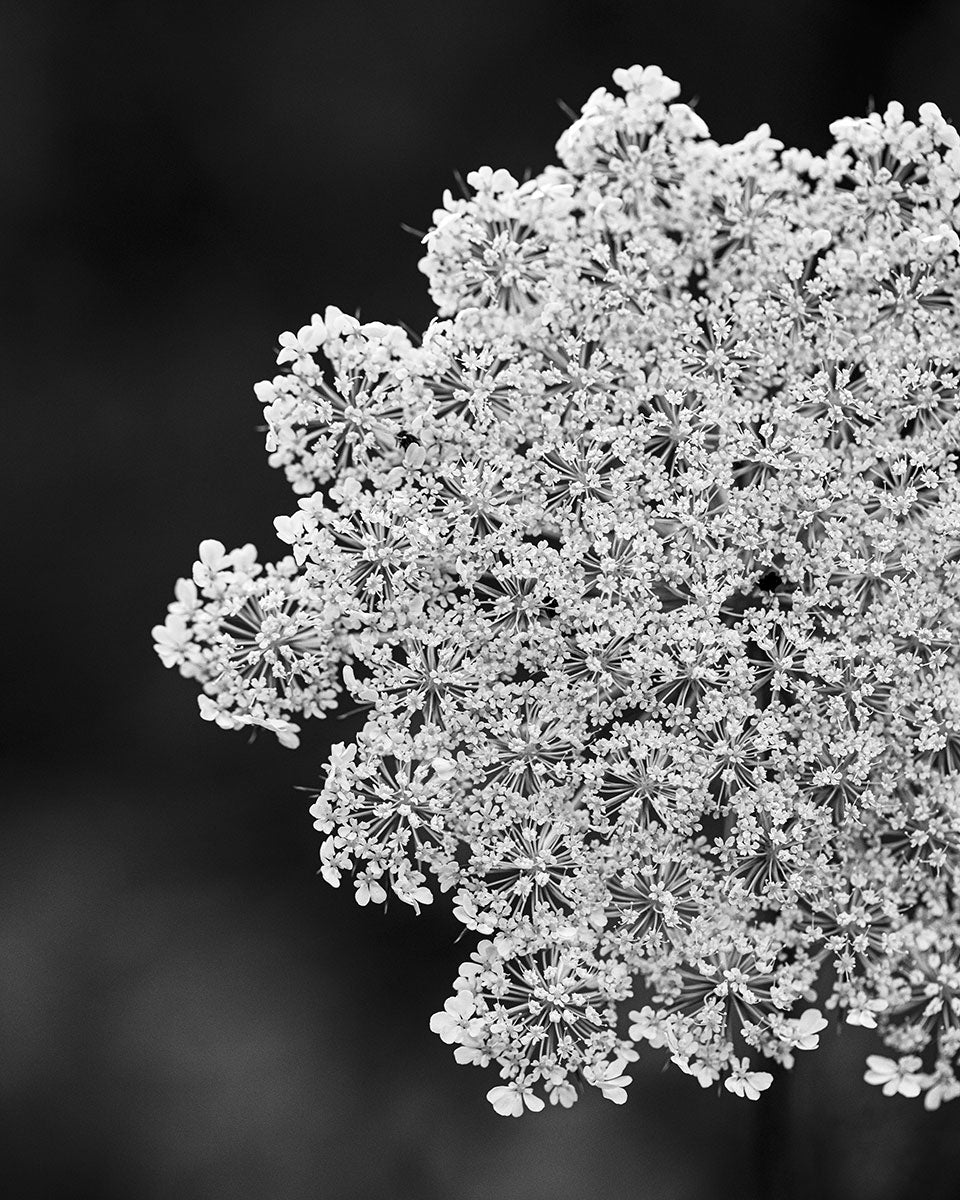 Queen Anne's Lace