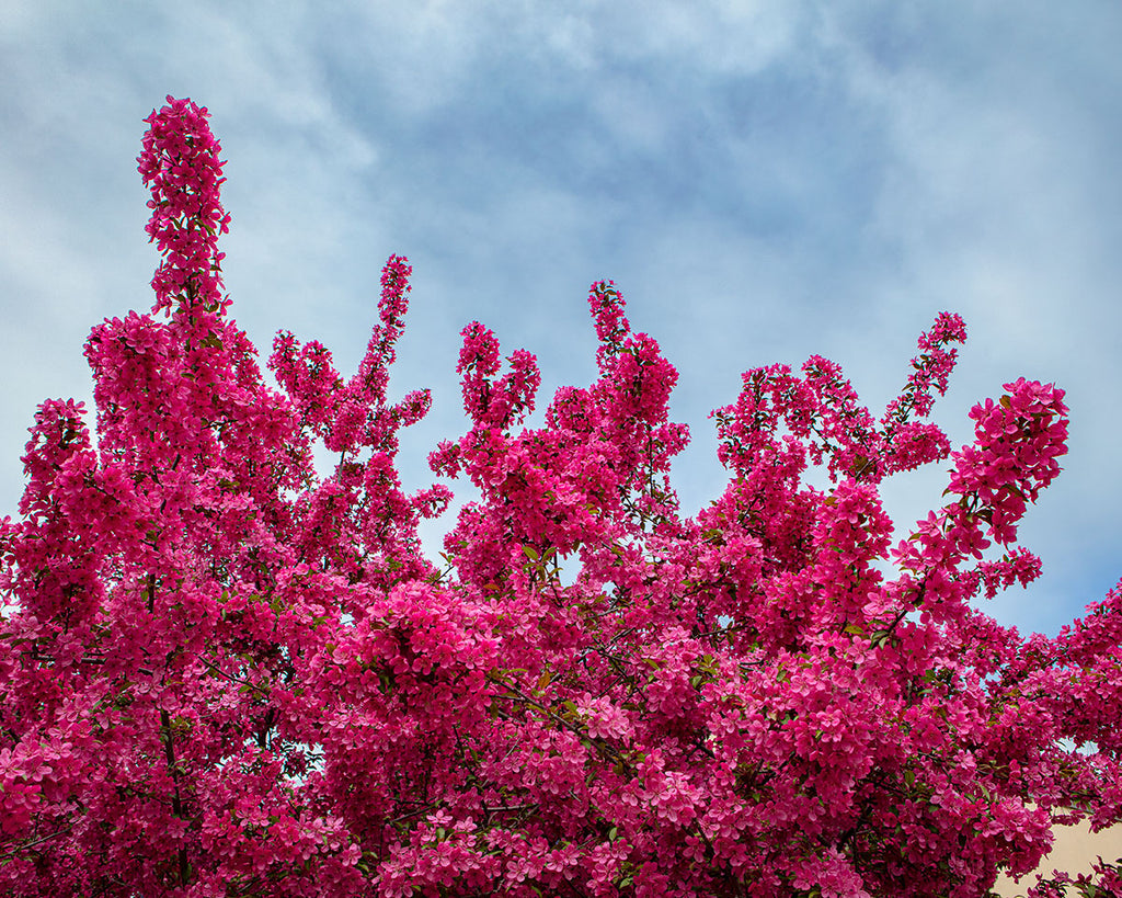 Red Cherry Blossoms