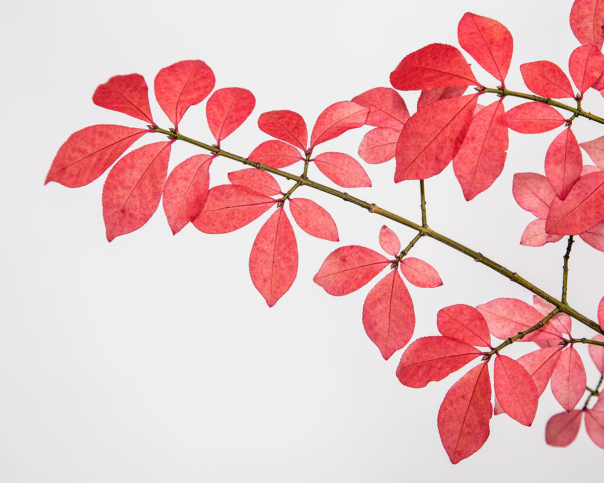 Red Tree