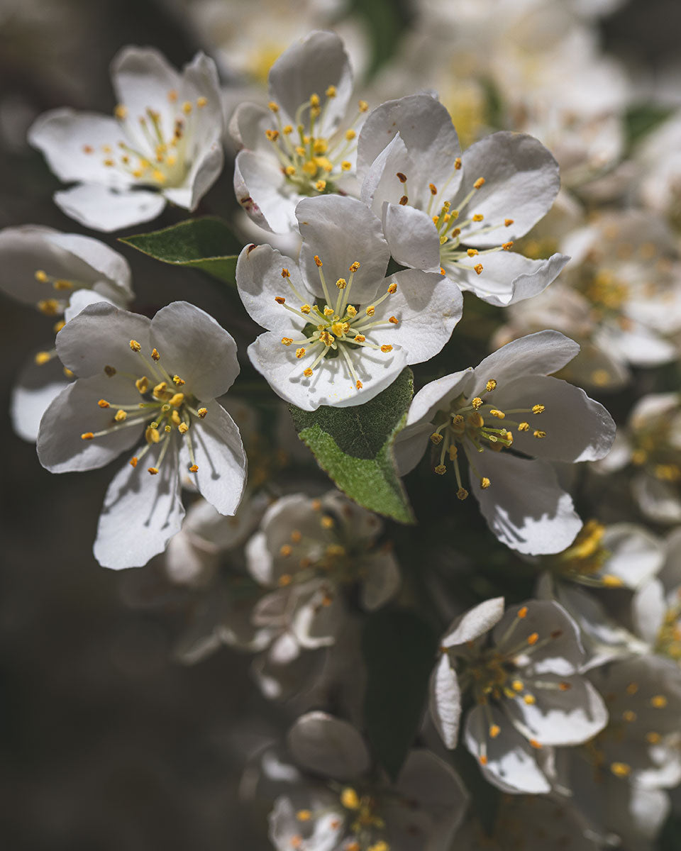 White Cherry Blossoms 3