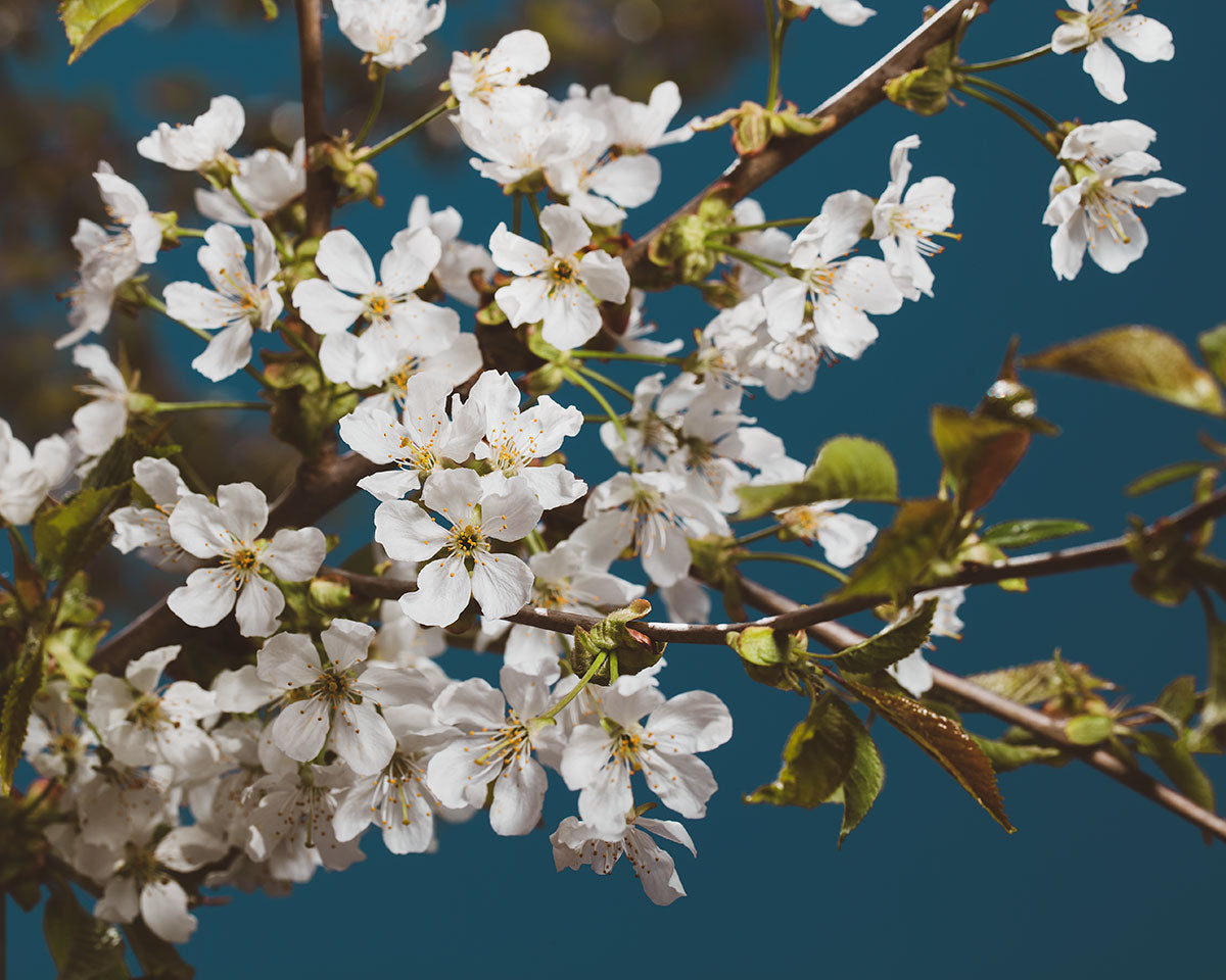 White Cherry Blossoms