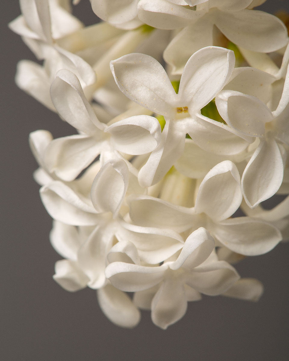 White Lilacs